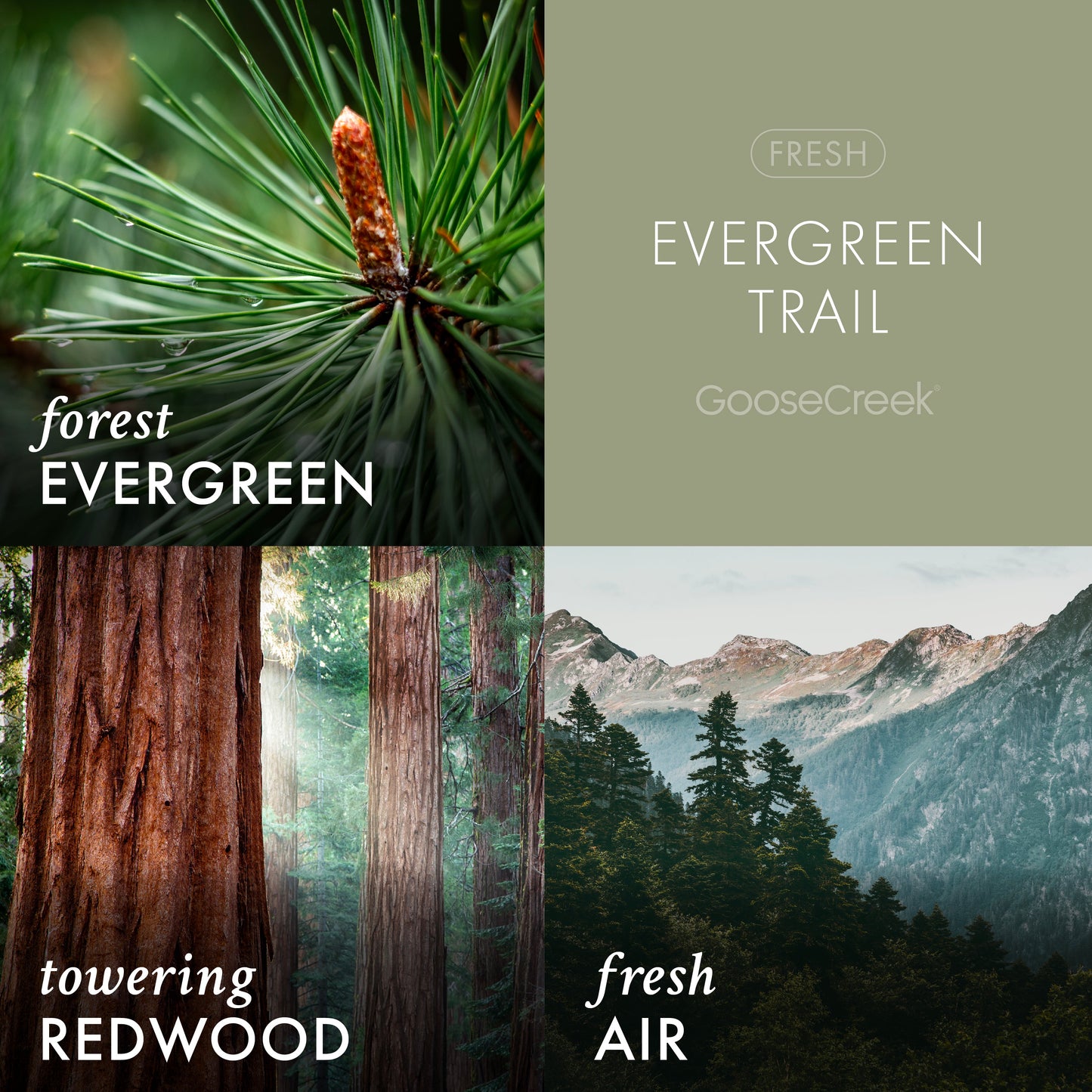 Evergreen Trail 3-Wick Candle